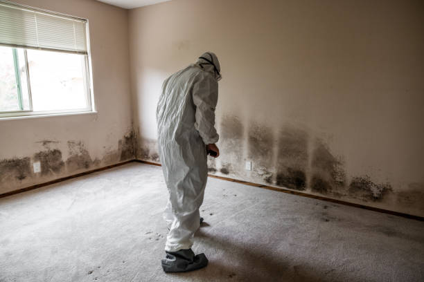 Best Attic Mold Removal  in Marengo, IL